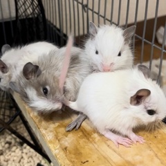 デグー　6月6日生まれ / 生後1ヶ月 / 性別不明