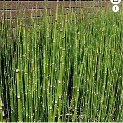 ⭐️【お譲りください】砥草　トクサ　とくさ