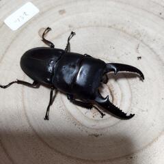 （完売いたしました）ツシマヒラタクワガタ　♂単品