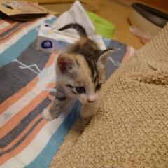 生後2～3ヶ月の三毛猫メスです。