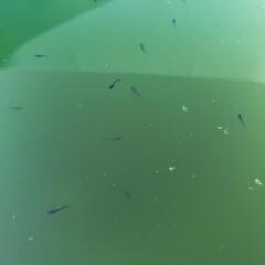 オロチ　✳️稚魚✳️10匹の画像