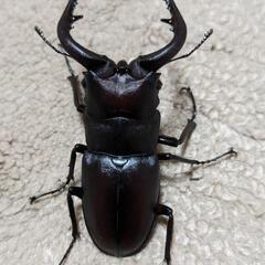 天然ノコギリクワガタ♂3頭　♀2頭
