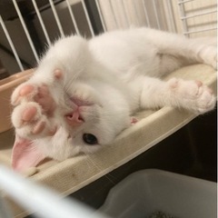 生後3ヶ月 白猫兄妹食いしん坊のシロー♂