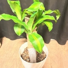 観葉植物　ドラセナ.マッサンゲアナ　幸福の樹