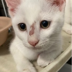 生後3ヶ月白猫 うさぎしっぽの白子ちゃん♀