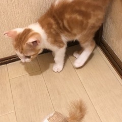 茶白タビー模様の2ヶ月男の子まだ決まっていません − 大阪府