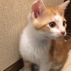 茶白タビー模様の2ヶ月男の子まだ決まっていません - 里親募集