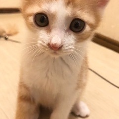 茶白タビー模様の2ヶ月男の子まだ決まっていません - 堺市
