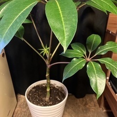 ツピタンサス　観葉植物　植木