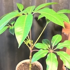 ツピタンサス　観葉植物　植木の画像