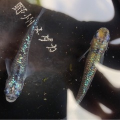 蒼煌ブルー稚魚10匹の画像