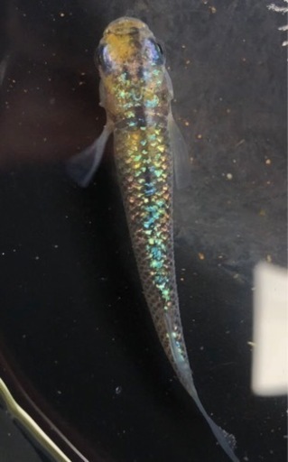 蒼煌ブルー稚魚10匹