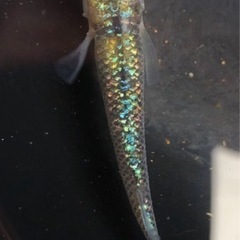 蒼煌ブルー稚魚10匹