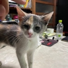 白、グレー、オレンジのミケ猫の子猫ちゃん
