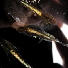 レッドクリフダークタイプ稚魚10匹