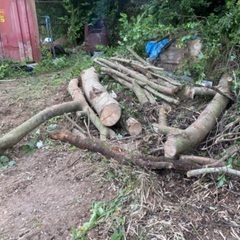 丸太（木材の種類は不明です）の画像