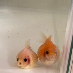 金魚 ピンポンパールの画像
