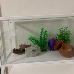 GEX 50cm水槽　水草　魚の家　カルキ抜きなど
