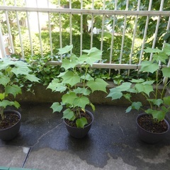 酔芙蓉　植木　売ります。