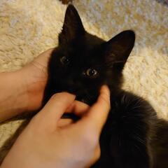 【譲渡決まりました】モフモフの黒猫ちゃん