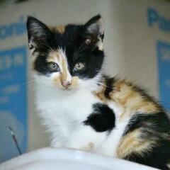みけ子猫姉妹のファミリー募集（関東）