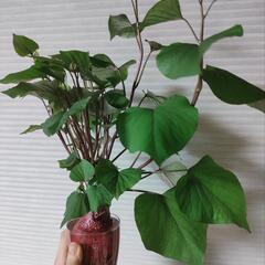 サツマイモのツルを売ってください<(_ _)>【買います】1500円