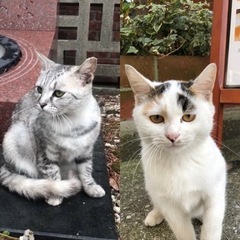 1歳2ヶ月の猫２匹【里親様募集】