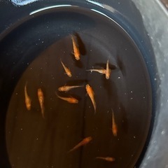 長崎県南島原市でメダカの販売をしています！の画像