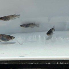 長崎県南島原市でメダカの販売をしています！の画像