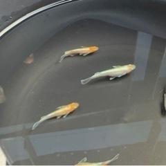 長崎県南島原市でメダカの販売をしています！