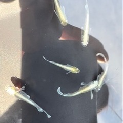 長崎県南島原市でメダカの販売をしています！の画像