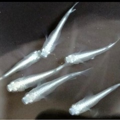 ミユキめだか　5匹