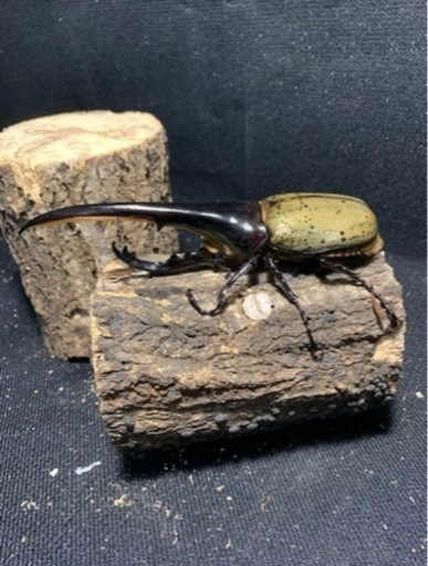 大型血統ヘラクレスヘラクレス157mm×74mm,73mm 