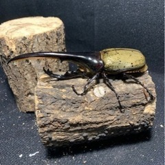 大型血統ヘラクレスヘラクレス157mm×74mm,73mm の画像