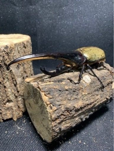 大型血統ヘラクレスヘラクレス157mm×74mm,73mm 