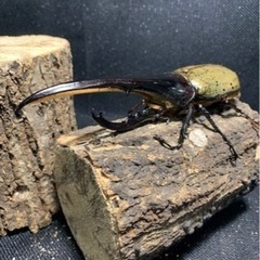 大型血統ヘラクレスヘラクレス157mm×74mm,73mm 