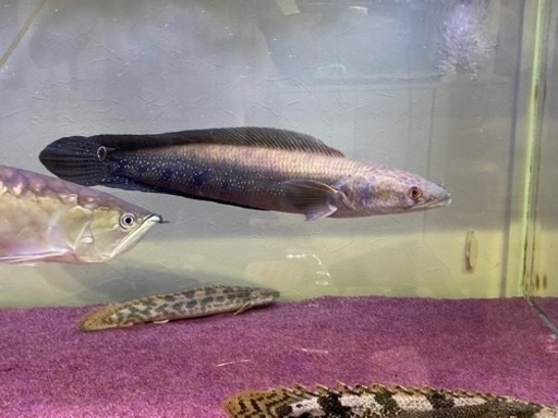 コブラスネークヘッド フラワートーマン