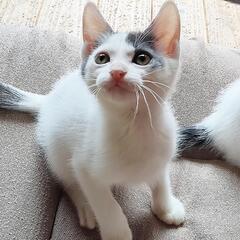 白グレー腕の中で寝たい甘えん坊さん