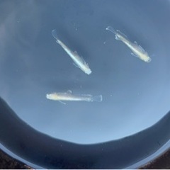 長崎県南島原市でメダカの販売をしています！の画像