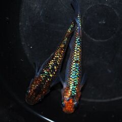 上物めだかのMIX卵　４０個+α