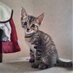子猫の兄妹🐾😼😸🐾トライアル中🌸