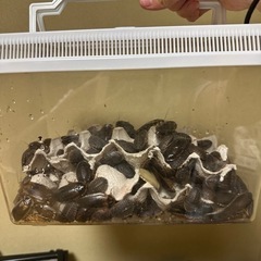 デュビア貰ってください
