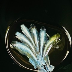 エメキン メダカ 針子 稚魚