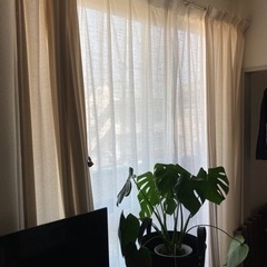 IKEAカーテン　100×220   レース付き