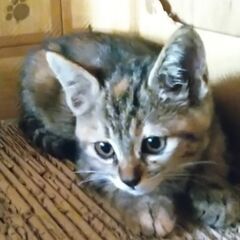 麦わら猫ちゃんの画像