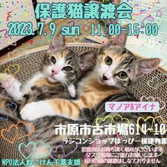 ねこけん千葉支部保護猫譲渡会開催します❕