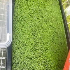 アオウキクサ 無料 金魚等の餌 水質浄化に