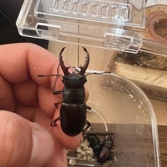 ノコギリクワガタ♂ミヤマクワガタ♂の画像