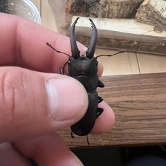 ノコギリクワガタ♂ミヤマクワガタ♂
