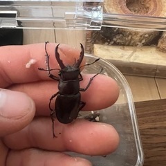 ノコギリクワガタ♂ミヤマクワガタ♂の画像